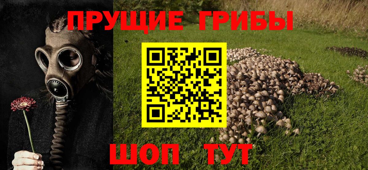Псилоцибиновые грибы Psilocybe Рязань